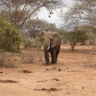 elefante in kenya