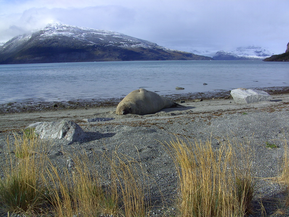 Elefante Marino