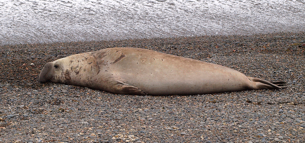 elefante marino del sur (Mirounga leonina)