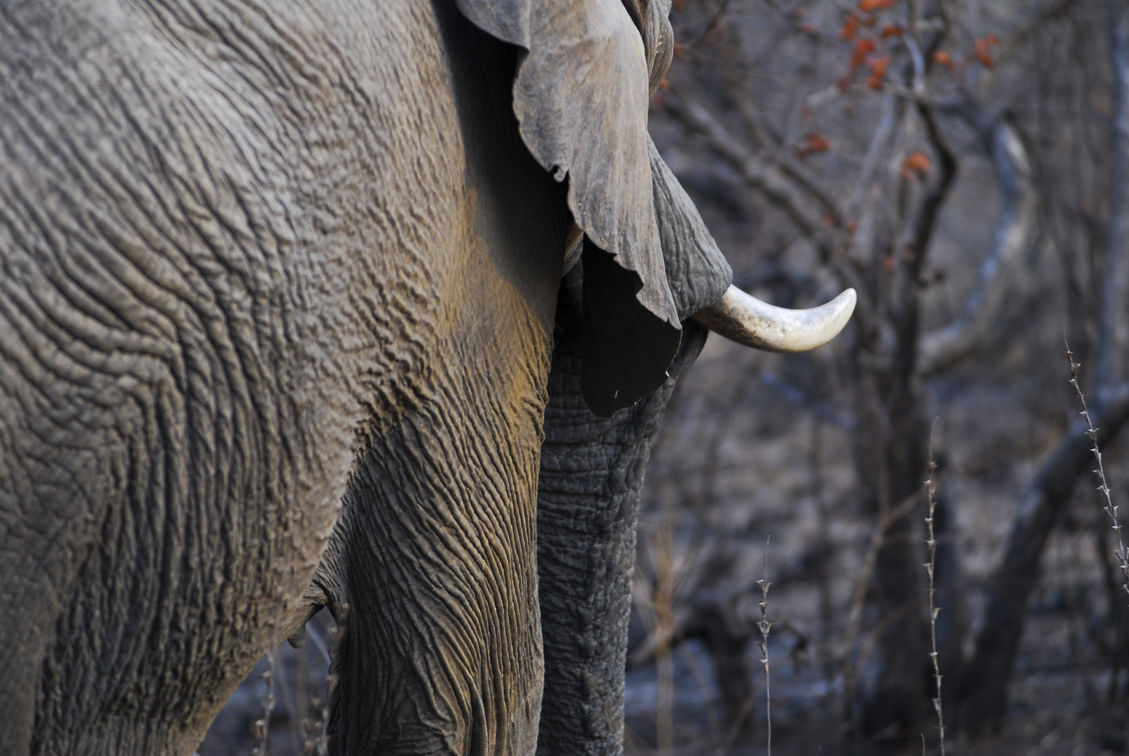 Elefante nel bush