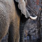 Elefante nel bush