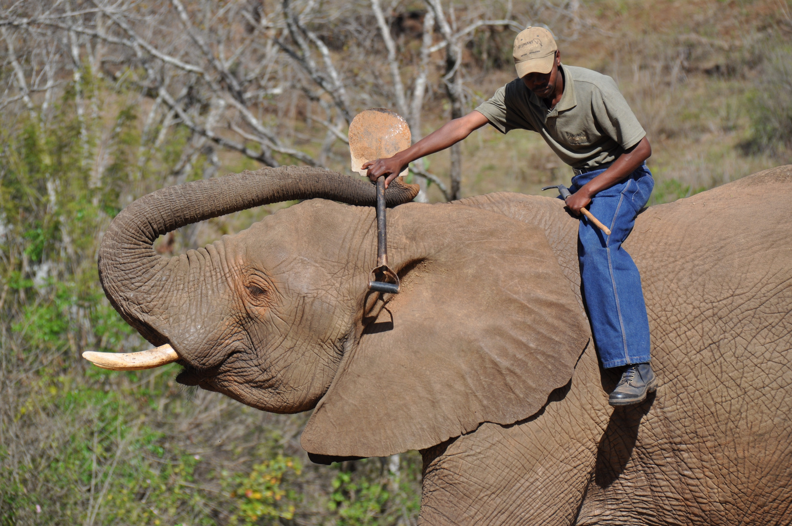 Elefante operaio