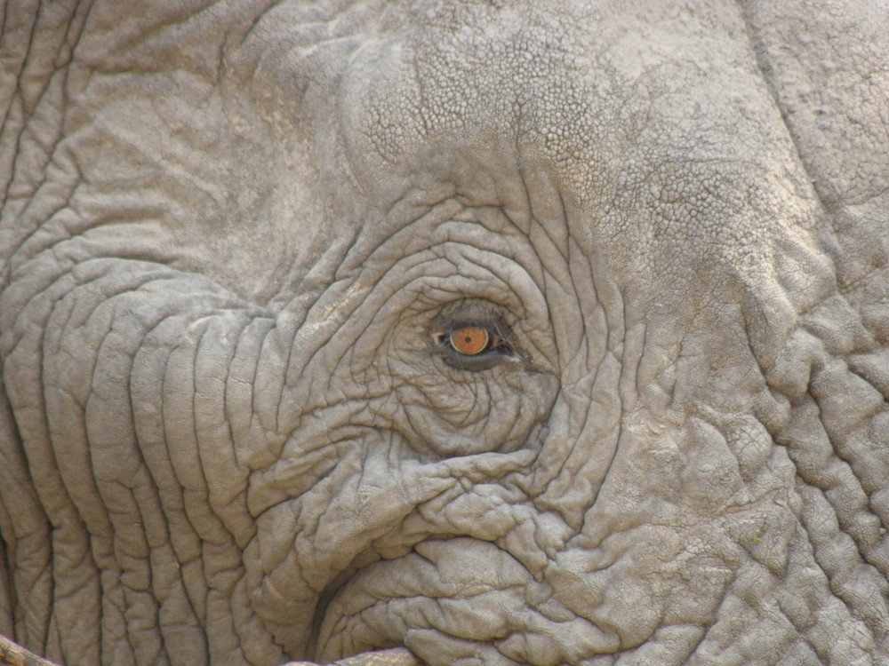 elefante parco Moremi Botswana