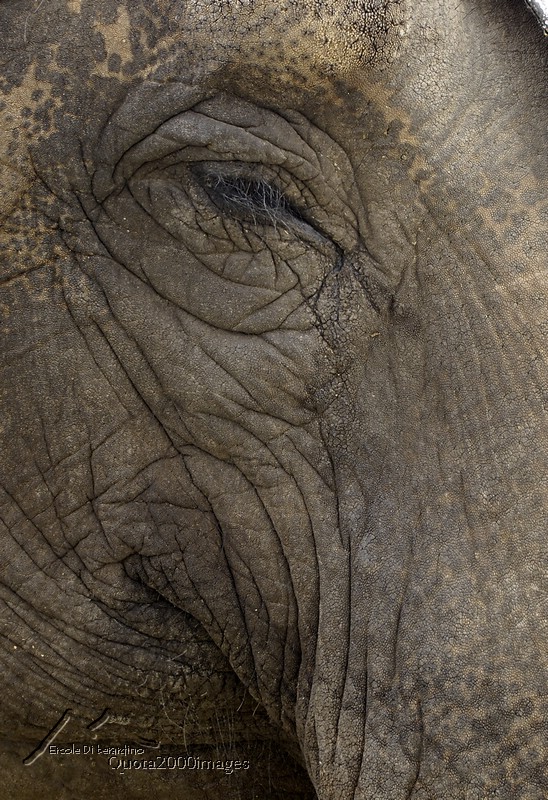 Elefante: particolare