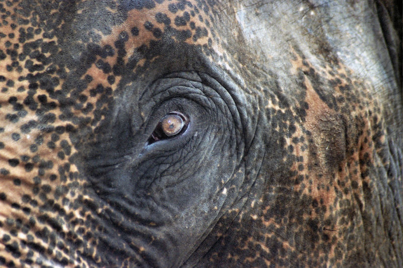 ELEFANTE particolare