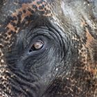 ELEFANTE particolare