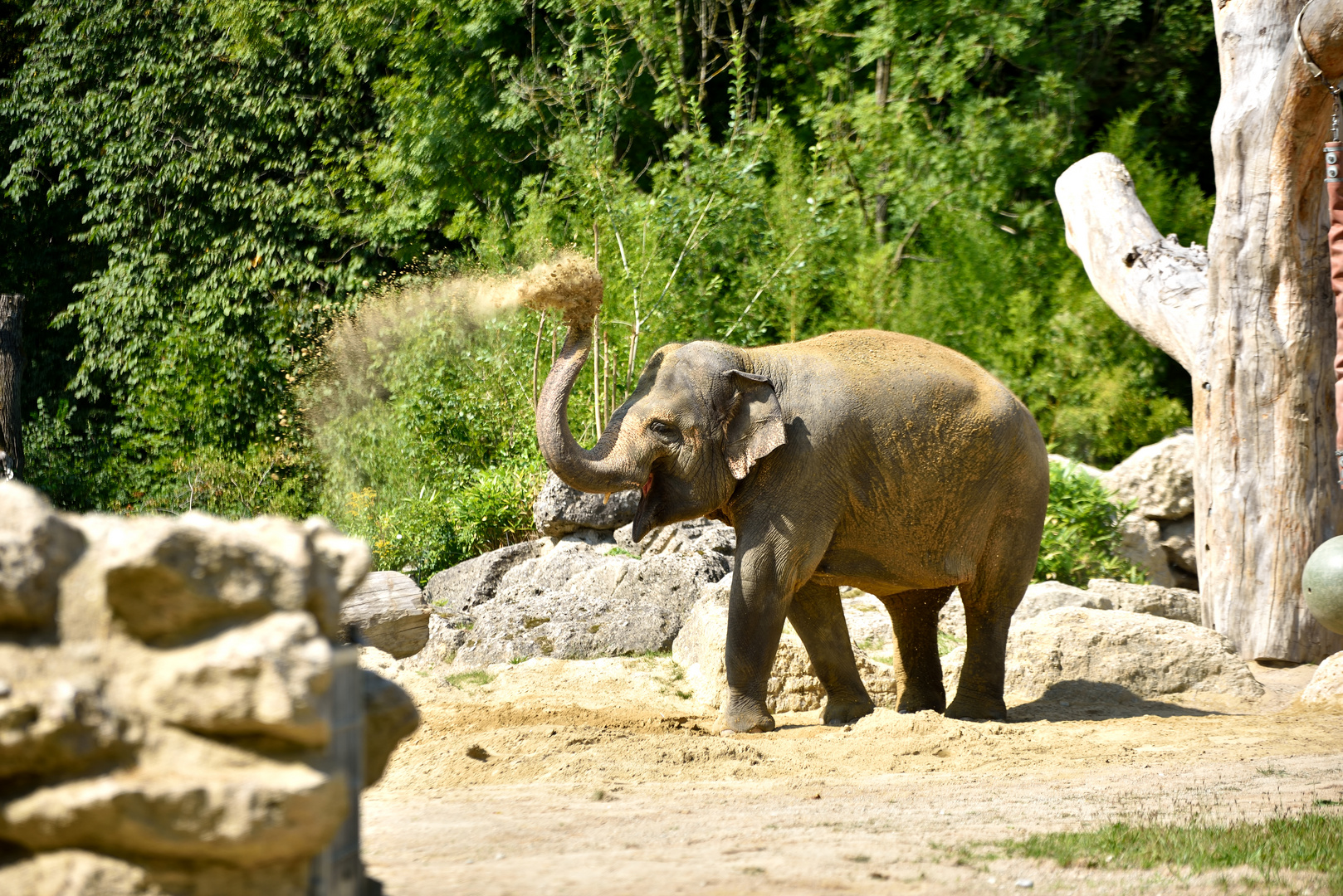 Elefante refrescandoce