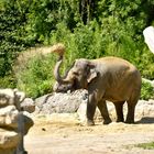 Elefante refrescandoce