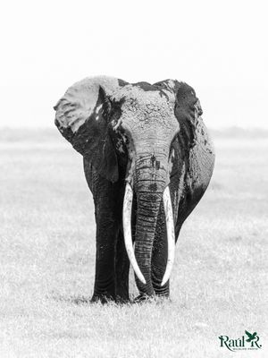 Elefante Tusker