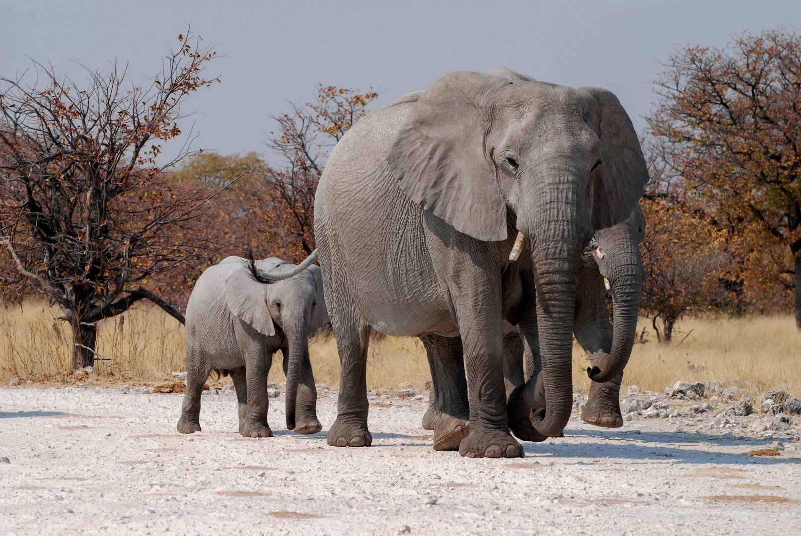 Elefantefamilie im Ethosha Nationalpark