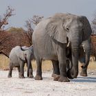 Elefantefamilie im Ethosha Nationalpark