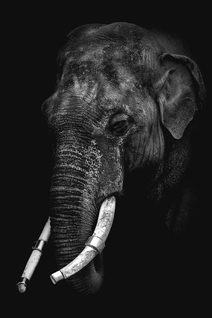 Elefant+Elefantenbulle+Wildlife+Fine art
