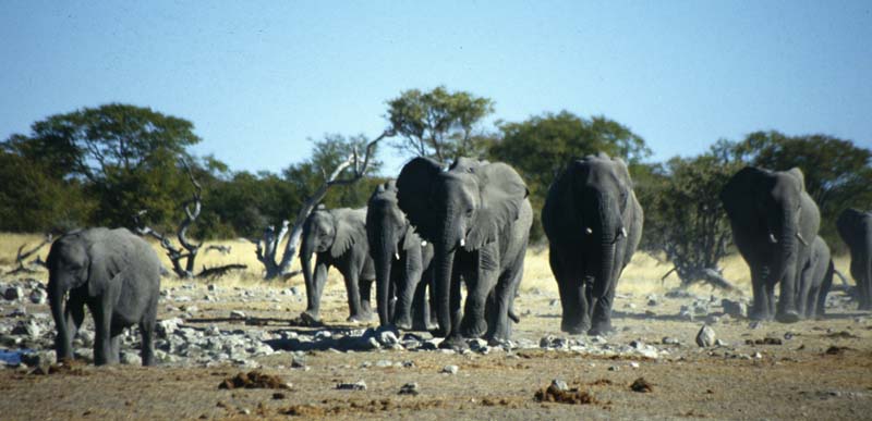 Elefanten #1- die Familie kommt