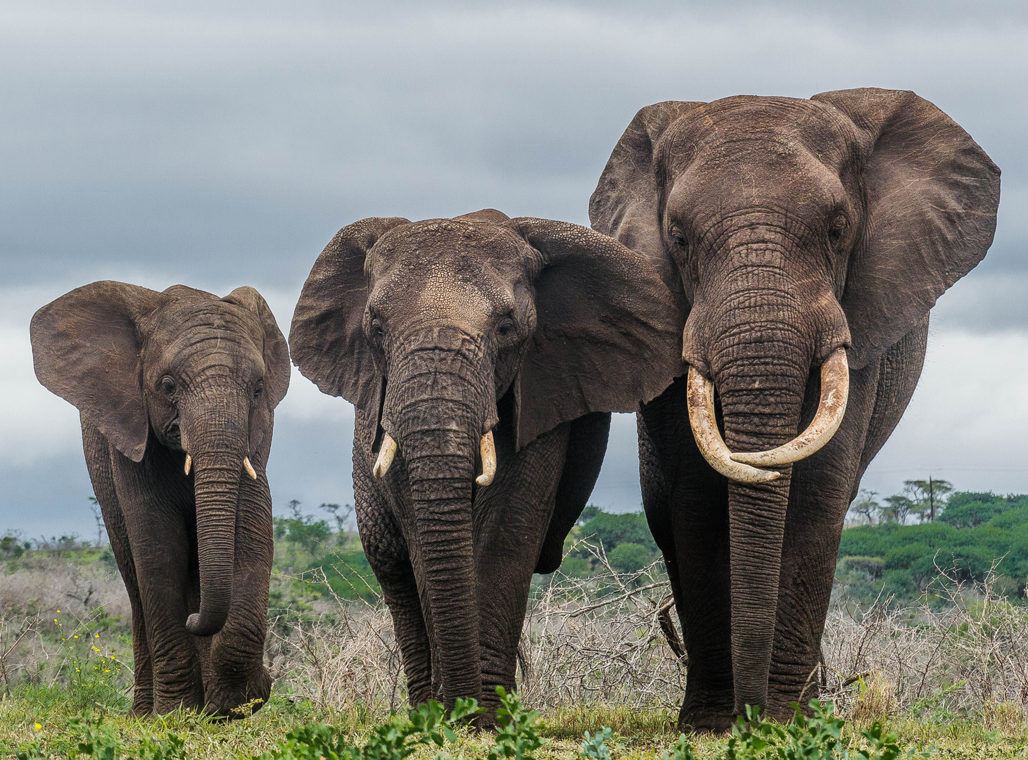 Elefanten Foto & Bild natur, tiere, wildlife Bilder auf