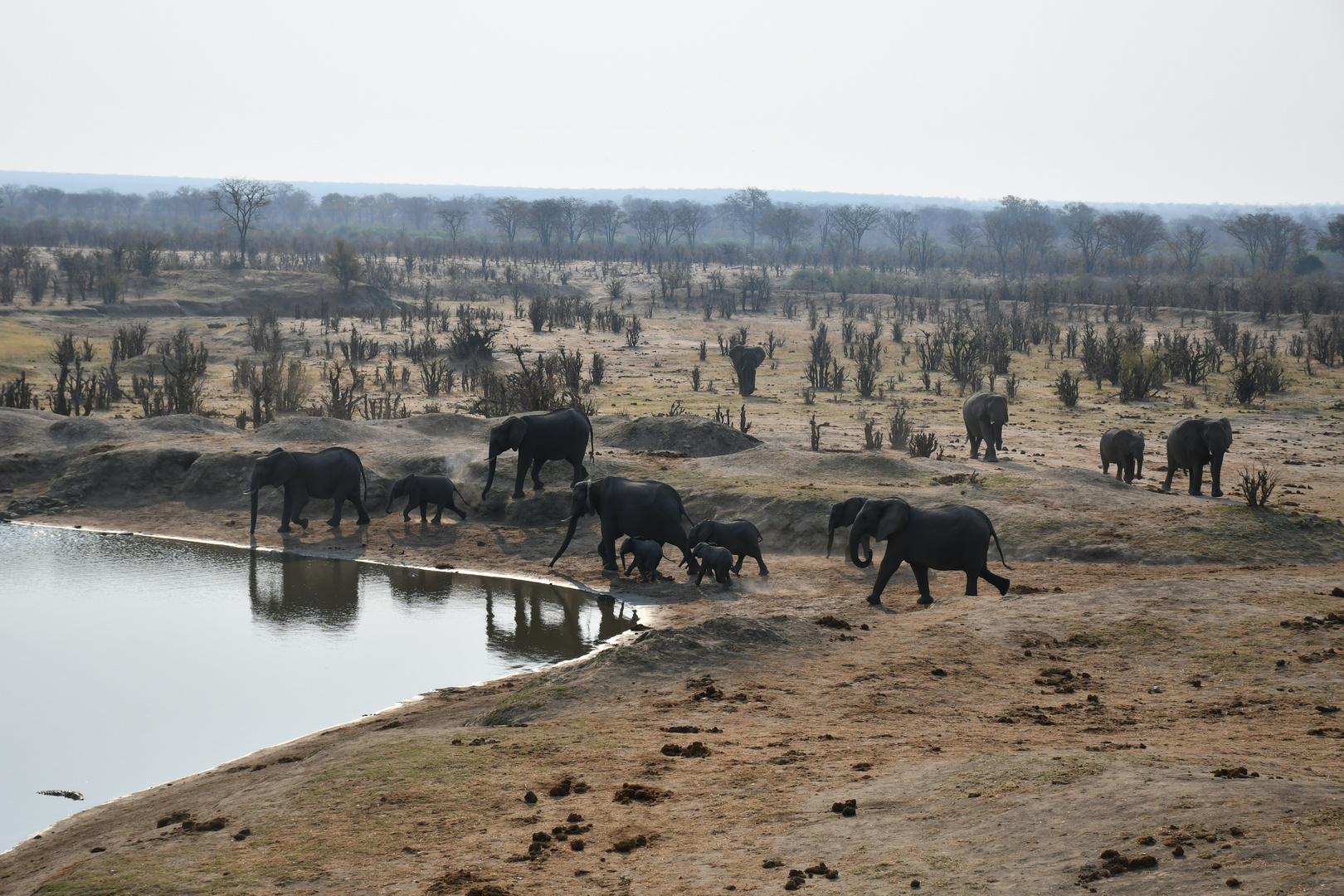 Elefanten, Afrika, Simbabwe, Hwange 2018