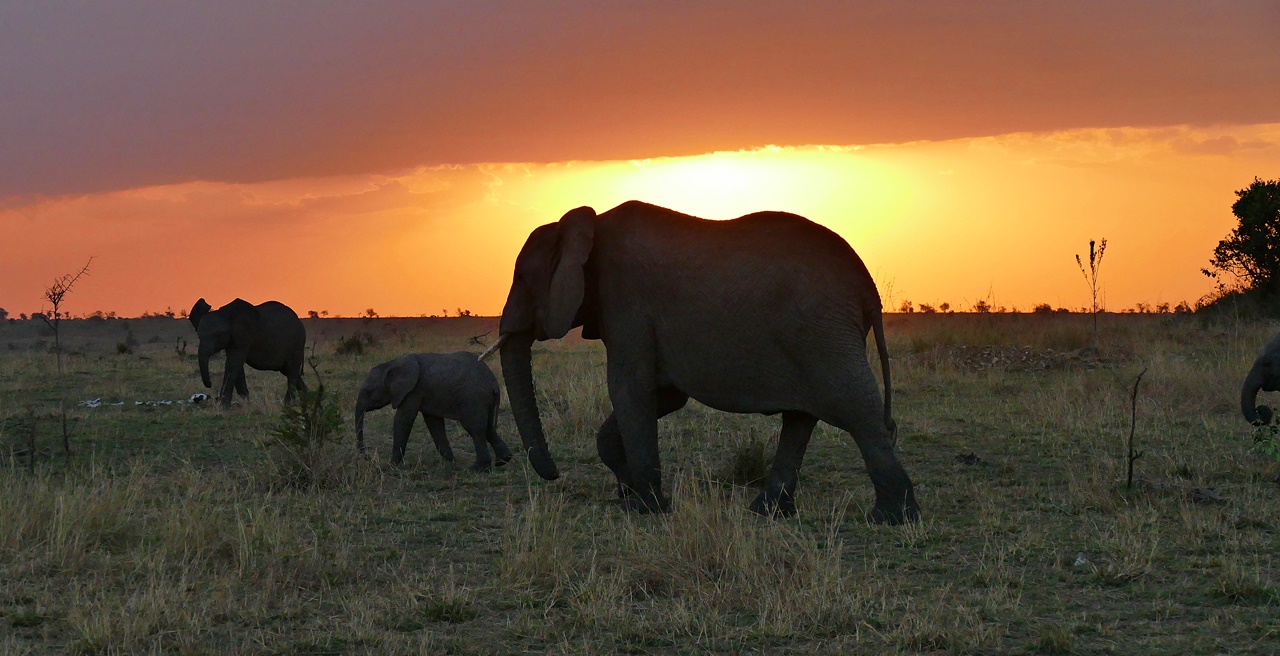 Elefanten am Abend!