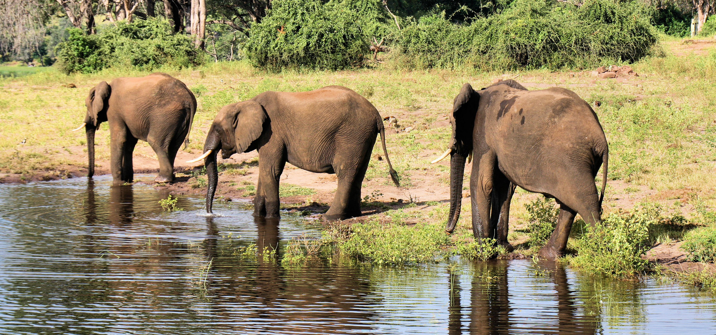 Elefanten am Chobe-River