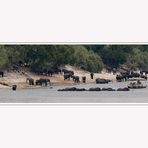 Elefanten am Chobe River!