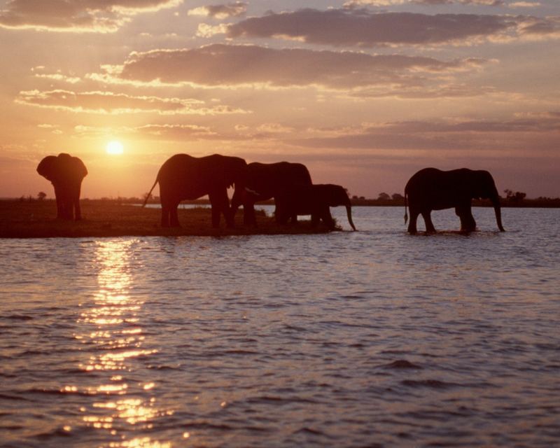 Elefanten am Chobe River