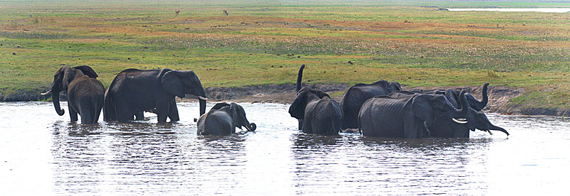 Elefanten am Chobe River