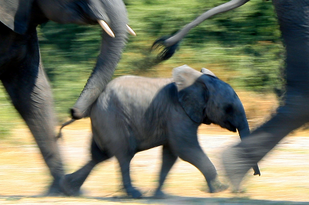 Elefanten am Chobe River (Botswana)