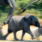 Elefanten am Chobe River (Botswana)