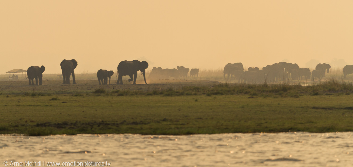 Elefanten am Chobe River