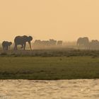 Elefanten am Chobe River