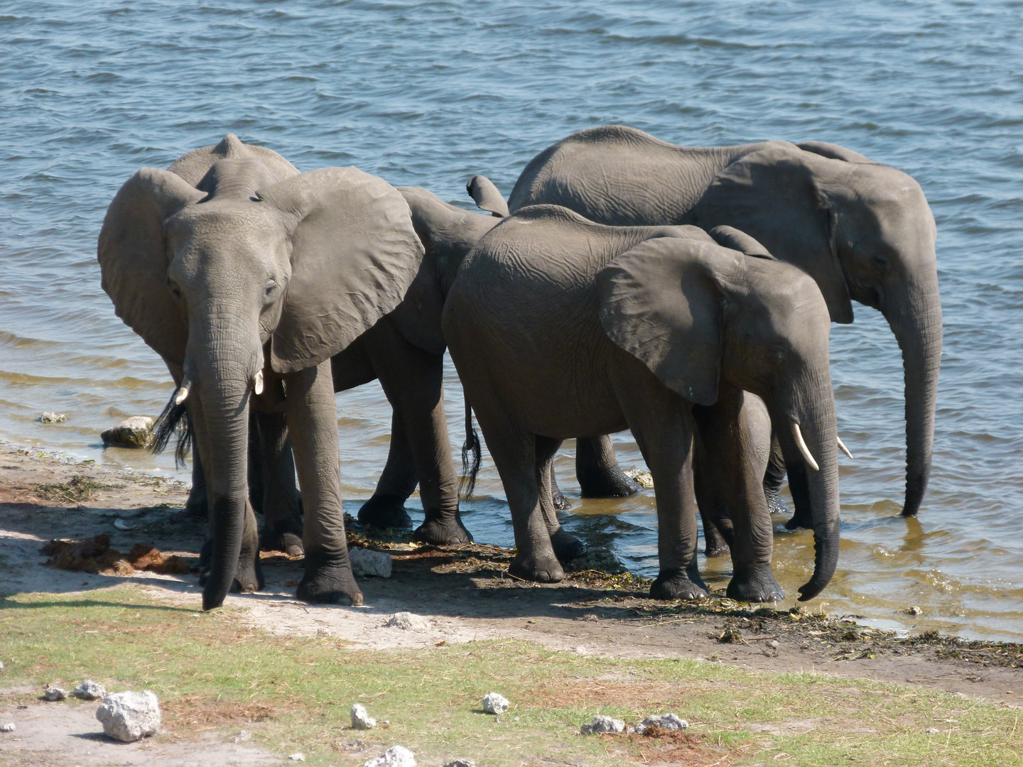 Elefanten am Fluß