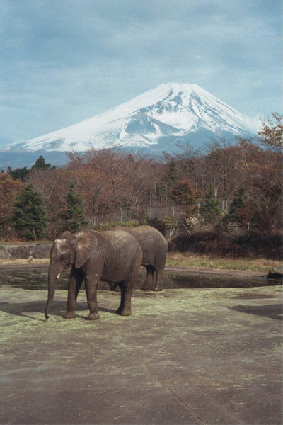 Elefanten am Fuji-san