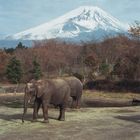 Elefanten am Fuji-san