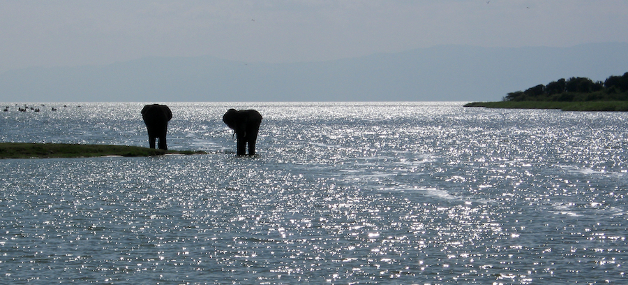 Elefanten am Kazinga Channel