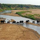 Elefanten am Letaba-Fluss