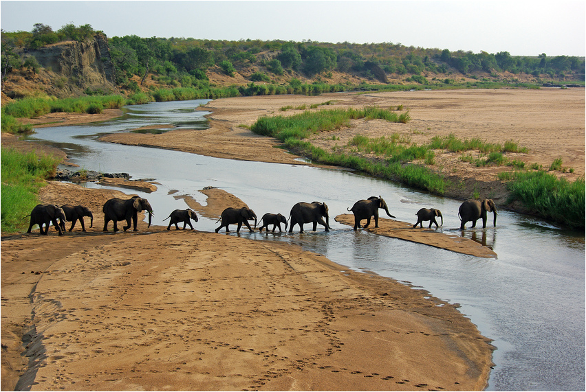 Elefanten am Letaba-Fluss