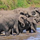 Elefanten am Mara