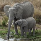 Elefanten am Mara River