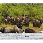 Elefanten am Nil