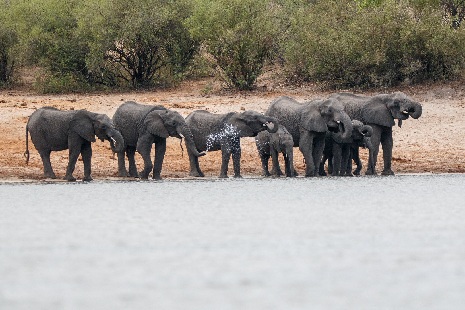 Elefanten am Okavango