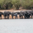 Elefanten am Okavango