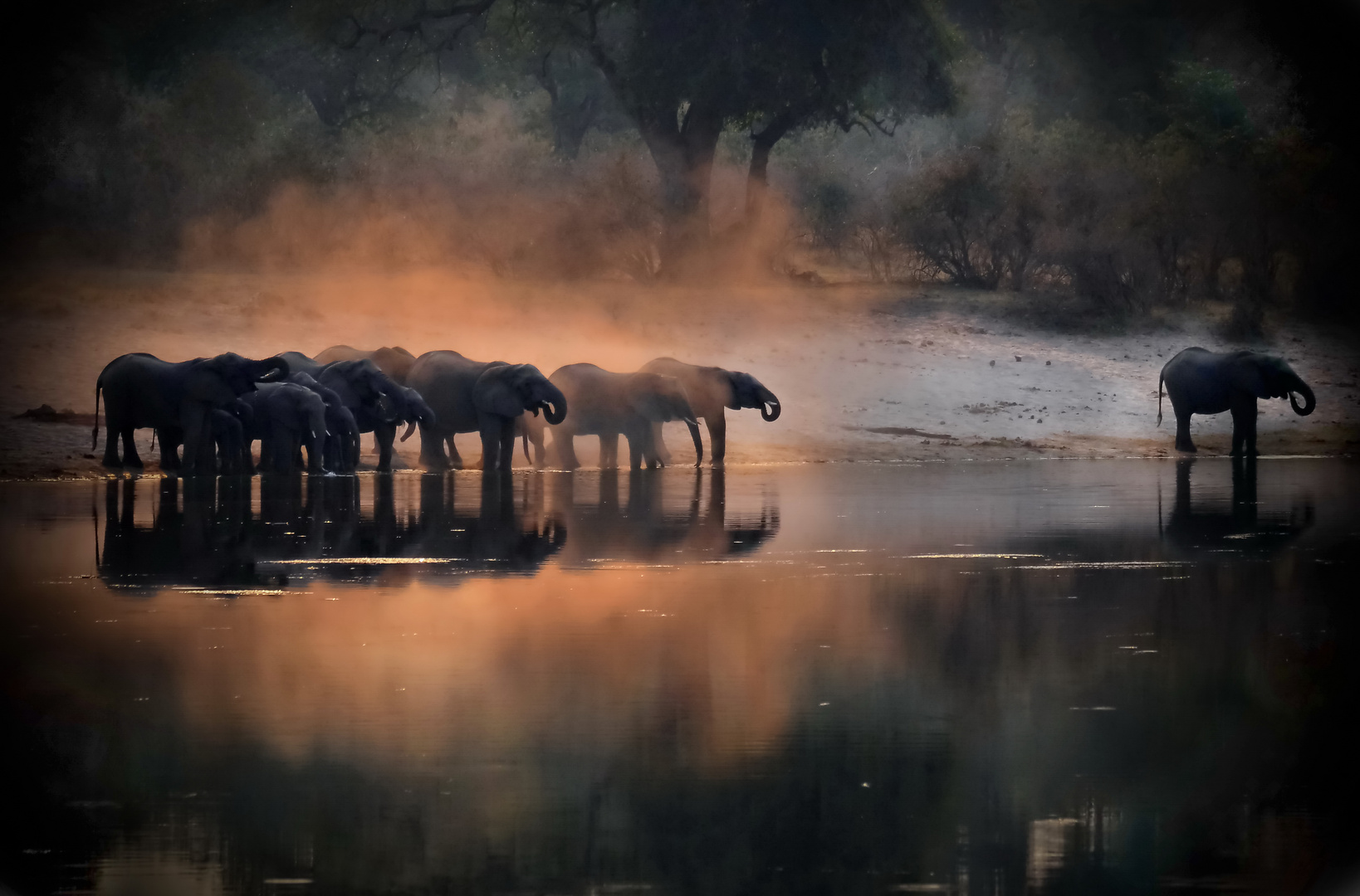 Elefanten am Okavango