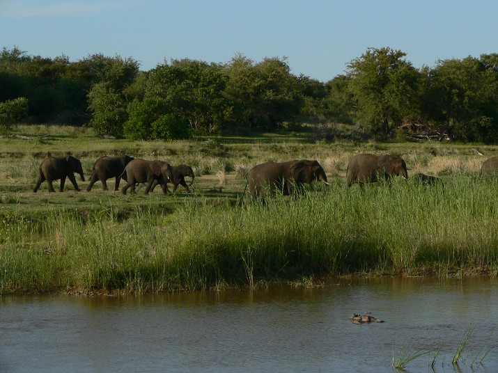 Elefanten am Olifants river