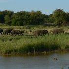 Elefanten am Olifants river