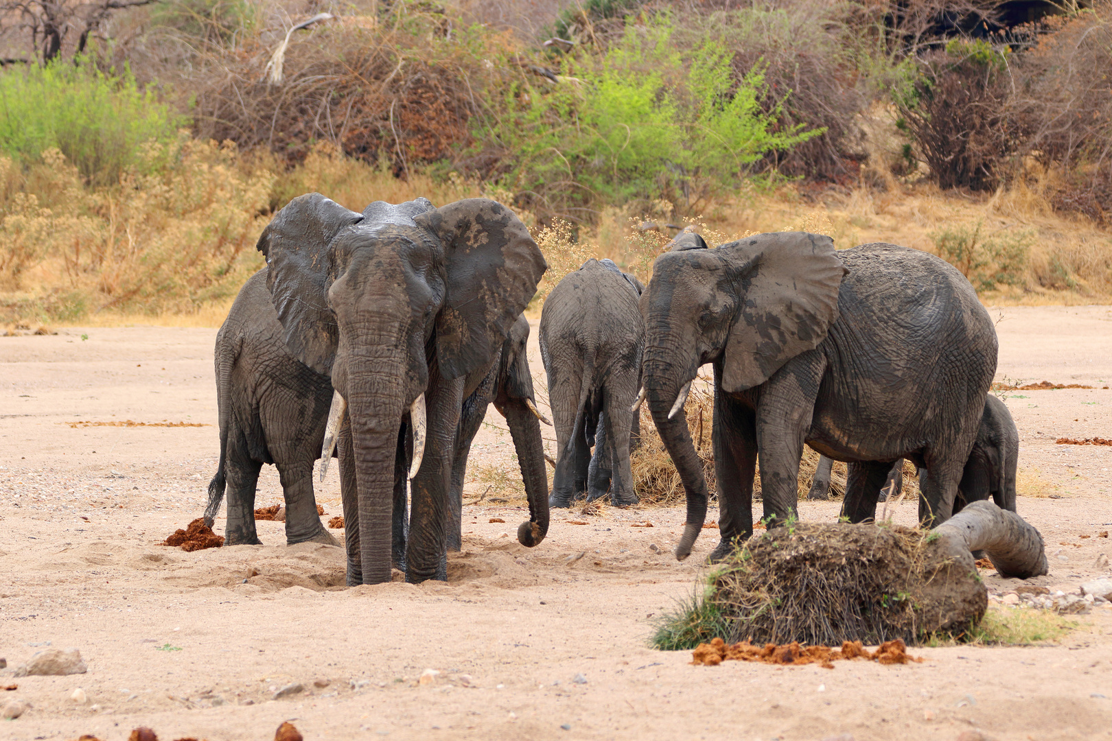 Elefanten am Ruaha Fluss