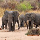 Elefanten am Ruaha Fluss