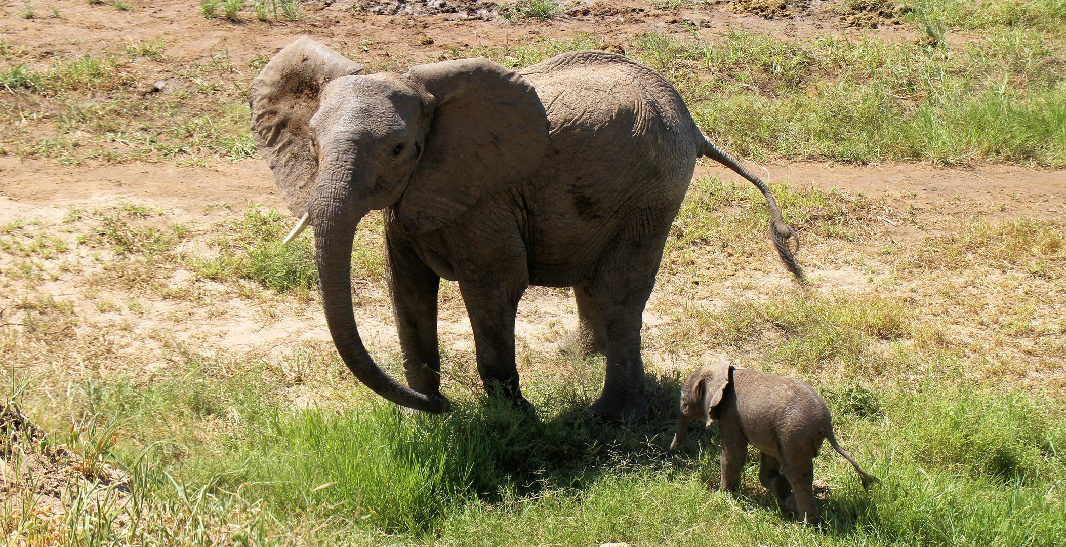 Elefanten am Ruaha-River