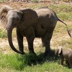 Elefanten am Ruaha-River