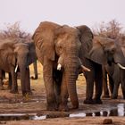Elefanten am Wasser II