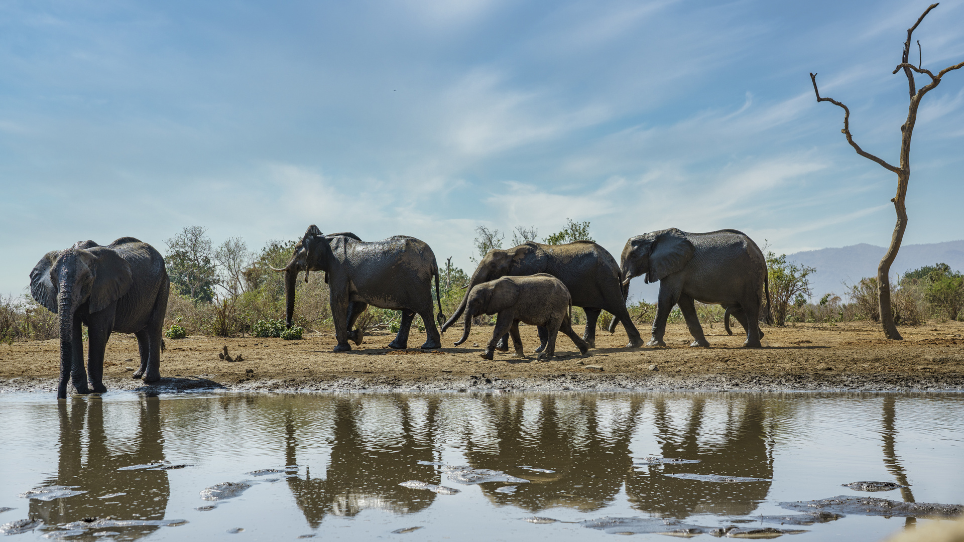 Elefanten am Wasserloch, 2019.09.19. - Mana Pools NP, Kavinga Camp