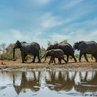 Elefanten am Wasserloch, 2019.09.19. - Mana Pools NP, Kavinga Camp