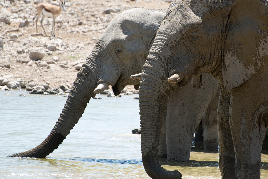 Elefanten am Wasserloch
